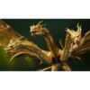 BLFBAS58747-Godzilla: King of the Monsters King Ghidorah 2019 Special Color Version S.H.MonsterArts Action Figure